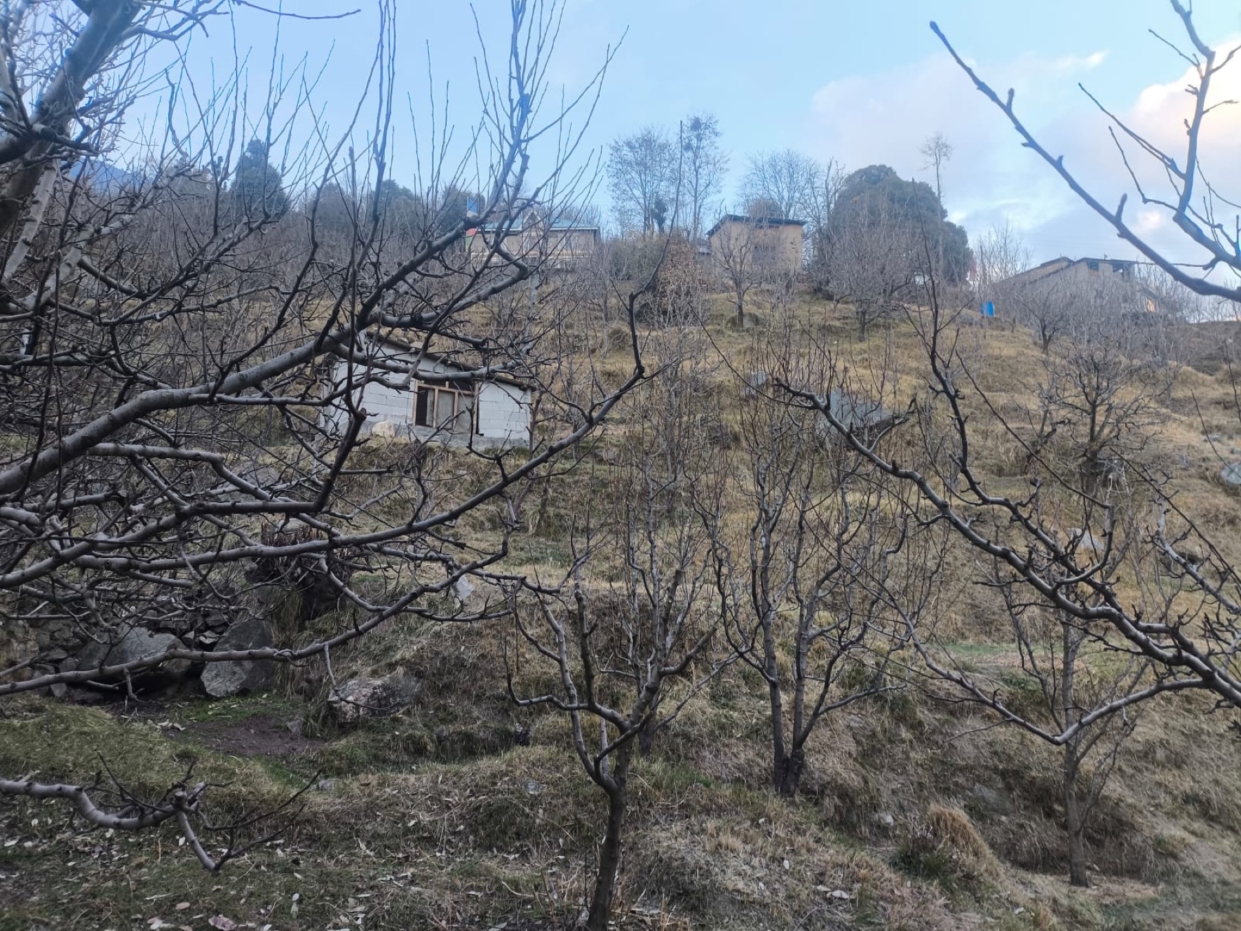 Apple orchard in Himachal Pradesh