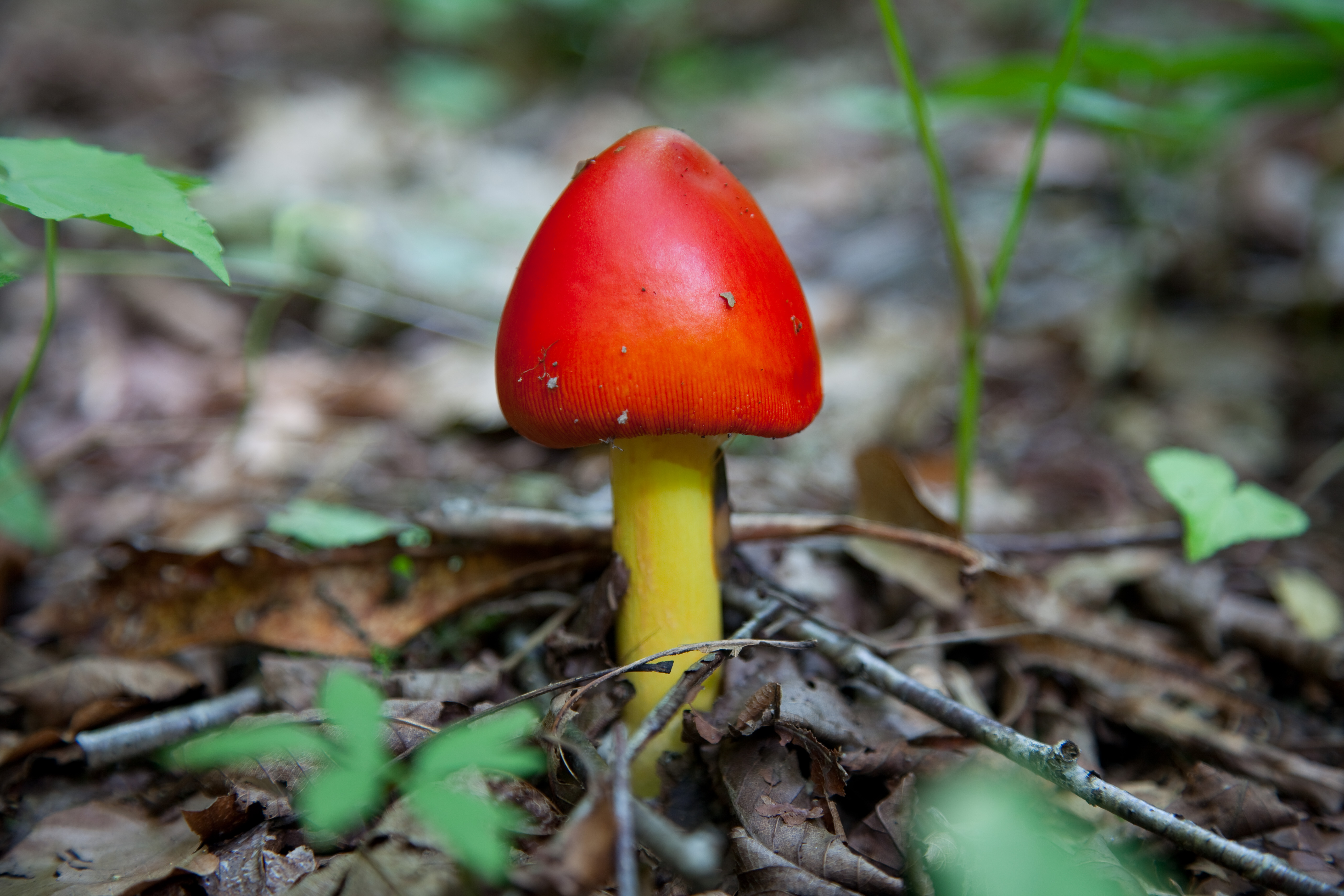 Forest mushroom with a vivid red cap